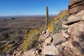 Desert landscape of Saguaro National Park, Arizona.