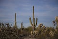 Saguaros in the canyons of Southwest Arizona Desert Royalty Free Stock Photo