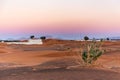 Desert landscape with sand dunes, pink sunset sky and Purple Crown Flower plant Calotropis procera