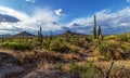 Desert Landscape Scenery In the Mcdowell Mountain Preserve