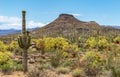 Desert Landscape In The Spring Near Scottsdale, AZ