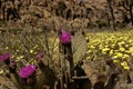 Tento kaktus v púšť je kvitnúce veľký purpurová a ružový kvety 