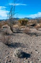 Desert landscape, Strawberry hedgehog cactus (Echinocereus stramineus), straw-colored hedgehog