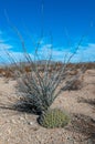 Desert landscape, Strawberry hedgehog cactus (Echinocereus stramineus), straw-colored hedgehog