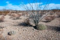 Desert landscape, Strawberry hedgehog cactus (Echinocereus stramineus), straw-colored hedgehog