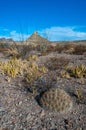 Desert landscape, Strawberry hedgehog cactus (Echinocereus stramineus), straw-colored hedgehog