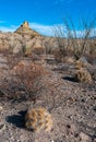 Desert landscape, Strawberry hedgehog cactus (Echinocereus stramineus), straw-colored hedgehog