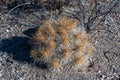 Desert landscape, Strawberry hedgehog cactus (Echinocereus stramineus), straw-colored hedgehog