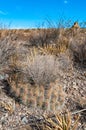 Desert landscape, Strawberry hedgehog cactus (Echinocereus stramineus), straw-colored hedgehog