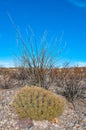 Desert landscape, Strawberry hedgehog cactus (Echinocereus stramineus), straw-colored hedgehog