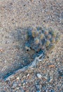 Desert landscape, Strawberry hedgehog cactus (Echinocereus stramineus), straw-colored hedgehog