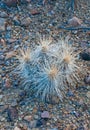 Desert landscape, Strawberry hedgehog cactus (Echinocereus stramineus), straw-colored hedgehog