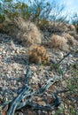 Desert landscape, Strawberry hedgehog cactus (Echinocereus stramineus), straw-colored hedgehog