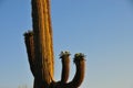 Desert Landscape Sunset with Saguaro Cactus in Bloom Carnegiea Royalty Free Stock Photo