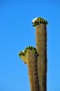 Desert Landscape Sunset with Saguaro Cactus in Bloom Carnegiea Royalty Free Stock Photo