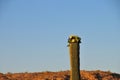 Desert Landscape Sunset with Saguaro Cactus in Bloom Carnegiea Royalty Free Stock Photo