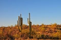 Desert Landscape Sunset with Saguaro Cactus Carnegiea gigantea