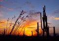 Desert landscape at Sunset, Saguaro National Park Royalty Free Stock Photo