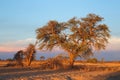 Kalahari desert landscape - South Africa Royalty Free Stock Photo