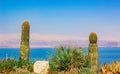 Desert landscape travel photography two cactus foreground and dead sea with empty clean blue sky background, Israeli country side