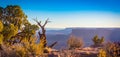 Desert Landscape with Trees and Mesas at Canyonlands National Park Royalty Free Stock Photo