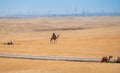 Desert landscape, the use of a camel as a form of transport. landscape egyptian desert. Middle Eastern man walking camels in Royalty Free Stock Photo