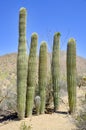 Desert landscapes, fauna, and flora Royalty Free Stock Photo