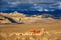 The desert landscapes of Guge kingdom, Western Tibet