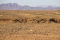 Desert landscapes with mountains in the south of Namibia and two inconspicuous yellow birds. The dry season