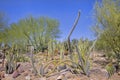 Desert Landscaping With A Variety Of Cactuses And Foothills Palo Verde Trees