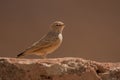 Desert Lark / Ammomanes deserti Royalty Free Stock Photo