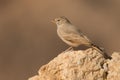 Desert Lark / Ammomanes deserti Royalty Free Stock Photo