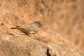 The desert lark (Ammomanes deserti) Royalty Free Stock Photo