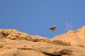 The desert lark (Ammomanes deserti) Royalty Free Stock Photo