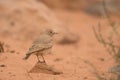 Desert Lark / Ammomanes deserti Royalty Free Stock Photo