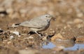 The desert lark , Ammomanes deserti Royalty Free Stock Photo