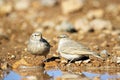 The desert lark , Ammomanes deserti Royalty Free Stock Photo