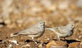 The desert lark , Ammomanes deserti Royalty Free Stock Photo