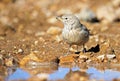 The desert lark , Ammomanes deserti Royalty Free Stock Photo