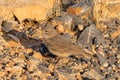 Desert Lark (Ammomanes deserti) on the ground in the Middle East Royalty Free Stock Photo