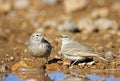 The desert lark , Ammomanes deserti Royalty Free Stock Photo