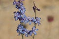 Delphinium Parishii Bloom - Cottonwood Mtns - 042623