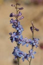Delphinium Parishii Bloom - Cottonwood Mtns - 042623