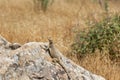 Desert Life - Lizard. Gobustan National Park. Lizard on the rock Royalty Free Stock Photo