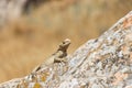 Desert Life - Lizard. Gobustan National Park. Lizard on the rock Royalty Free Stock Photo