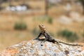 Desert Life - Lizard. Gobustan National Park. Lizard on the rock Royalty Free Stock Photo