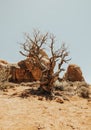 Drought in the Moab Desert. The dead tree and stones Royalty Free Stock Photo