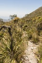 Desert-like hiking trail Tablemoutain National Park, Cape Town Royalty Free Stock Photo