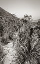 Desert-like hiking trail Tablemoutain National Park, Cape Town Royalty Free Stock Photo