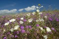 Desert lilies and white flowers blossoming with white puffy clouds in Anza-Borrego Desert State Park, near Anza Borrego Springs Royalty Free Stock Photo